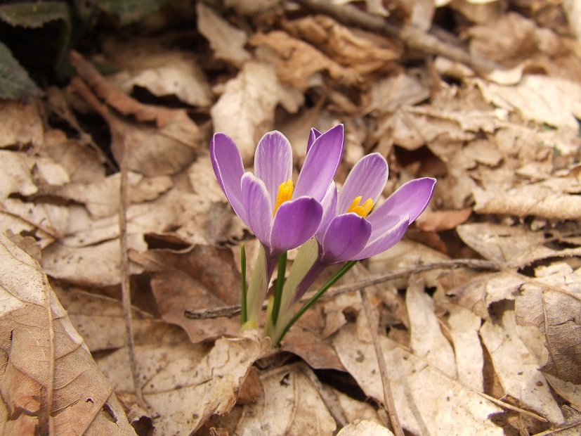 049 Crocus